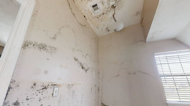 Best Air Quality Testing for Mold Spores  in West Haven Sylvan, OR